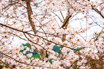 Cherry blossoms at Mount Yoshino