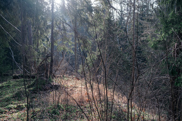 old dry tree trunk stomps laying in forest
