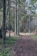 Fototapeta premium empty dirty gravel dirt road in forest