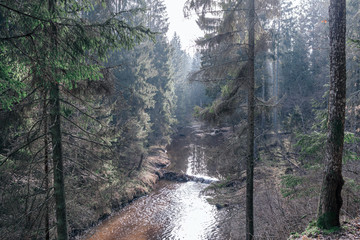 picturesque river in forest in autumn