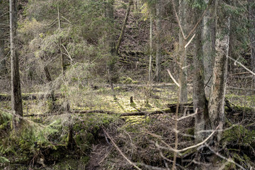 old dry tree trunk stomps laying in forest