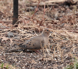 Mourning dove (Zenaida macroura) camouflaged in dried weeds and branches in northern New Jersey garden in winter February 2020.