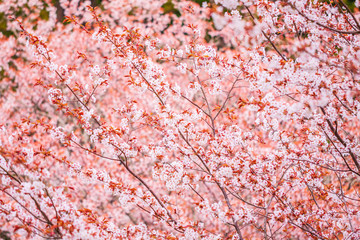 Cherry blossoms at Mount Yoshino