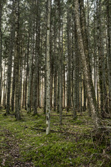 beautiful clean spruce tree evergreen forest park