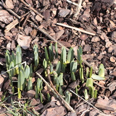 Daffodils pushing up through wood chips are harbinger of spring in northern New Jersey garden February 2020.