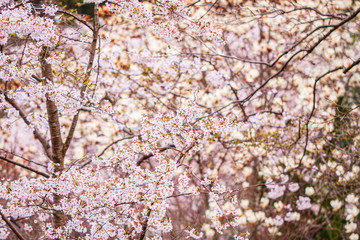 Cherry blossoms at Mount Yoshino