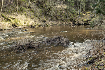 picturesque river in forest in autumn