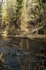 picturesque river in forest in autumn