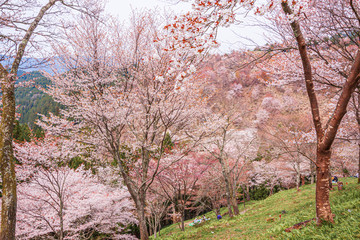 Fototapeta premium Thousand Trees of Cherry Blossoms at Mount Yoshino