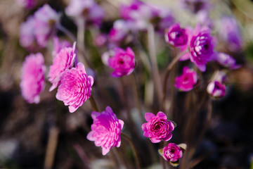 Pink Hepatica nobilis in spring garden. Hepatis rubra plena hort