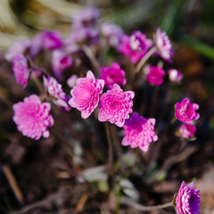 Pink Hepatica nobilis in spring garden. Hepatis rubra plena hort