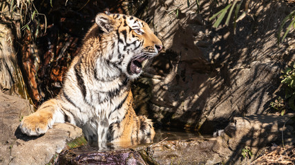 水浴びをしながら吼えるトラ