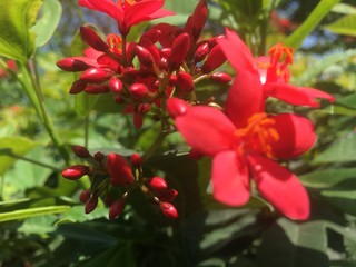 Obraz premium Red Flowers