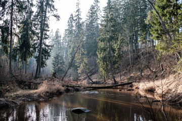 picturesque river in forest in autumn