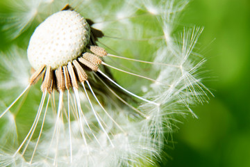 Pusteblume