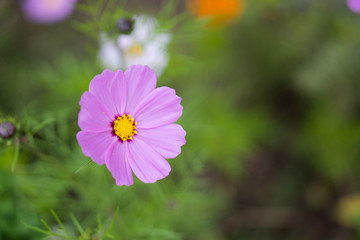 Obraz premium purple_flower_2