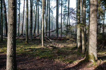 Obraz premium beautiful clean spruce tree evergreen forest park