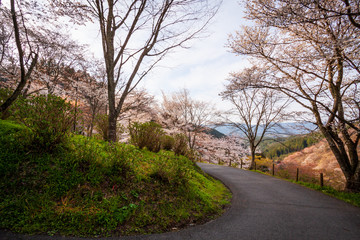 Cherry blossoms at Mount Yoshino