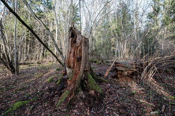 old dry tree trunk stomps laying in forest