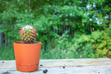 A cactus in a pot stands in the garden on a table