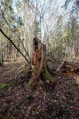 old dry tree trunk stomps laying in forest