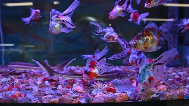 In a colorful aquarium you can see three small sturgeons prowling the bottom. For the whole aquarium, a large quantity of multi-colored goldfish.