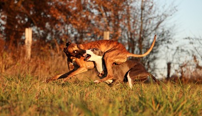 two funny playing and running whippet in the park