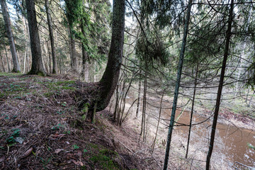 picturesque river in forest in autumn