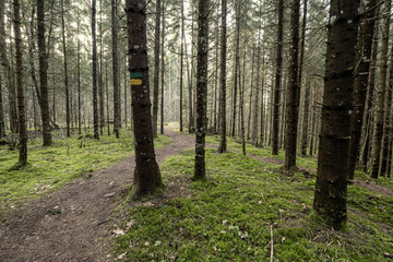 beautiful clean spruce tree evergreen forest park