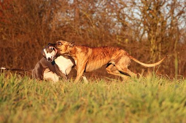 two funny playing and running whippet in the park