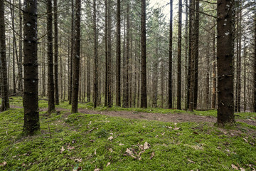 beautiful clean spruce tree evergreen forest park