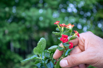 Man holding red flower