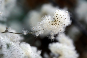 Samen der Herbst-Anemone (Anemone hupehensis)