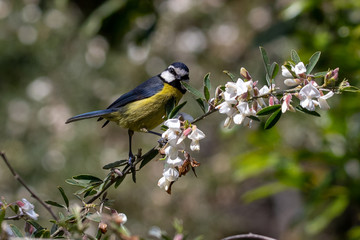 African Blue Tit (Cyanistes teneriffae) feeding in a tree, in Garajonay National Park, La Gomera Island, Canary Islands, Spain.