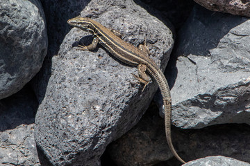 Boettger´s Lizard Gallotia caesaris gomerae near Valle Gran Rey on La Gomera Island, Canary Islands, Spain.