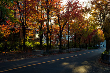Fototapeta na wymiar 三色彩道・紅葉するアメリカフウ並木の夕暮れの風景