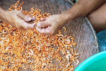 Close up to an eldery female fisherman use small knife to cut out unwanted parts of the shrimp,...