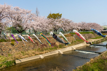 満開の桜が縁取る川と川を跨いでかけられた鯉のぼり