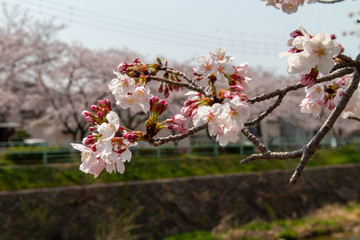 蕾をたくさんつけた桜の枝