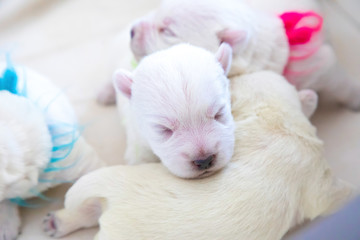 Newborn puppies bread West Highland White Terrier or Westie sleeping next to each other in their basket
