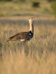 Kori Bustard in the dry grassland at Masai Mara, Kenya, Africa