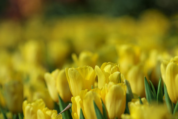 Obraz premium Beautiful tulip flowers with blured background in the garden. Yellow tulip flowers. Selective focus.