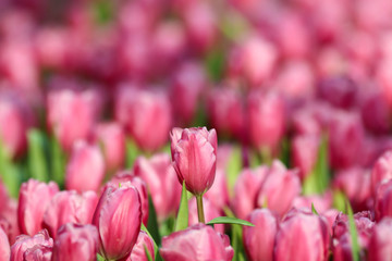 Beautiful tulip flowers with blured background in the garden. Pink tulip flowers.