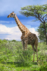 Giraffe