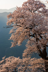 夕陽に包まれる桜