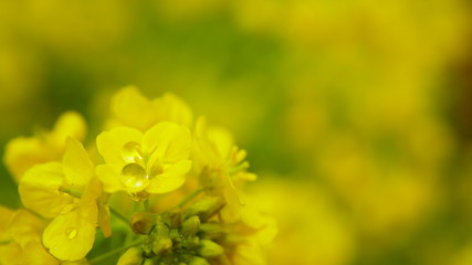 カンザキナノハナ