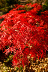 Red leaves on the bushes on a sunny day