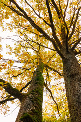 colorful autumn is in the park, all trees have gorgeous leaves and bottom-up view, focuses and sharpness on certain areas.