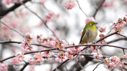 梅の花とメジロ