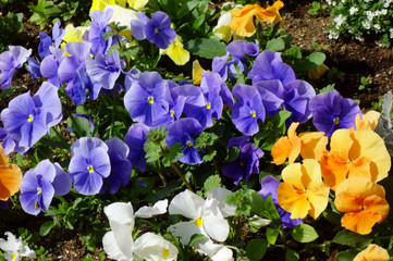 可憐に、花壇に艶やかに咲く紫色のすみれの花